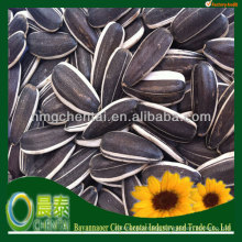 Supply Chinses Raw Dried Black Plump SunflowerSeeds